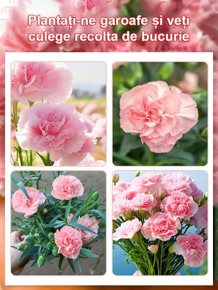 【Flori în patru anotimpuri】Semințe de garoafe duble
