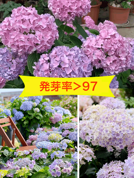 アジサイの種