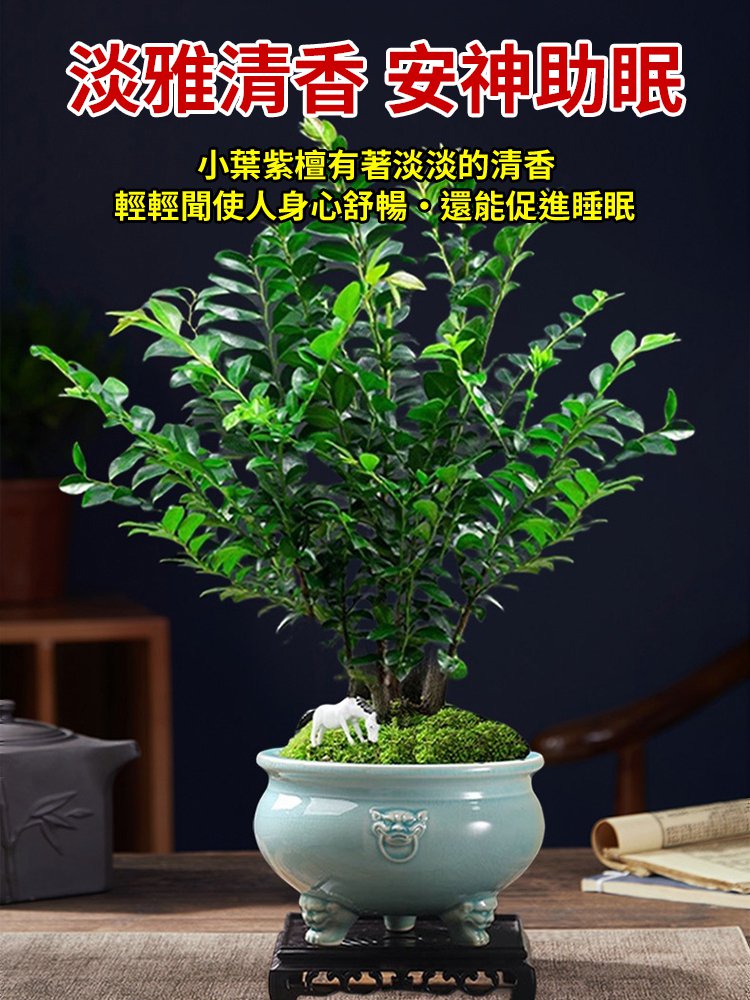 珍稀禪意小葉紫檀