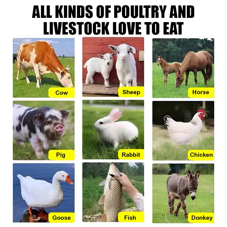 Return to high yield-Sorghum bicolor × sudanense.Chicken, cattle, sheep, fish seeds