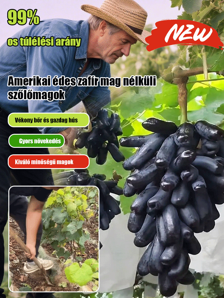 Csak édes, nem savanyú – importált hibrid, alacsony növésű Kék Zafír szőlő