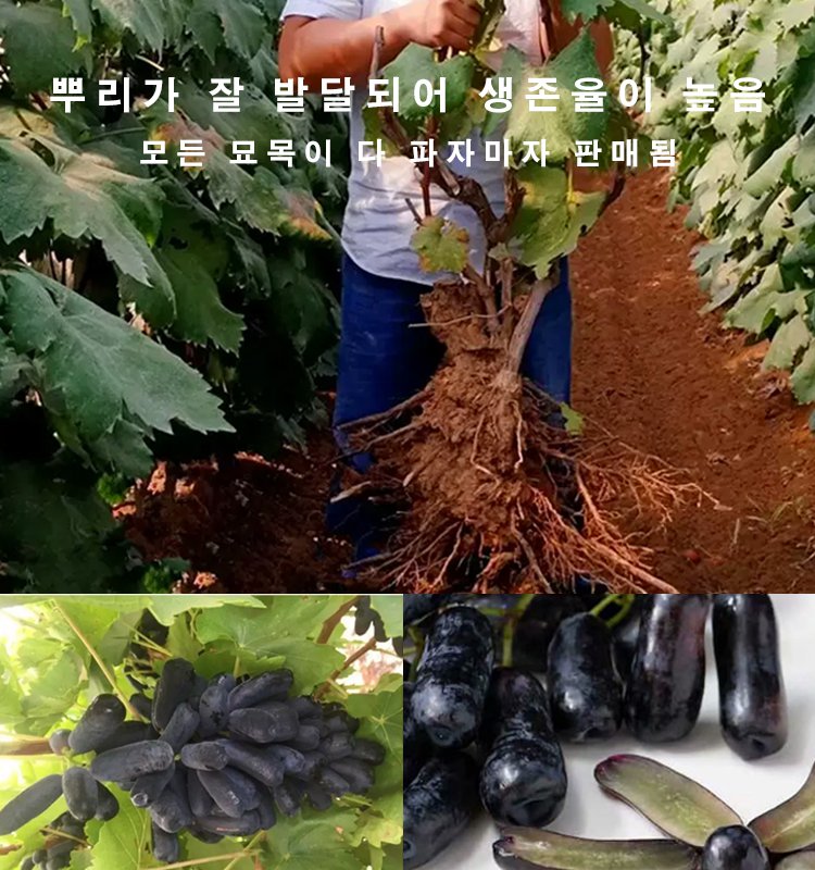 골든 핑거 스위트 사파이어 포도 묘목-YHA