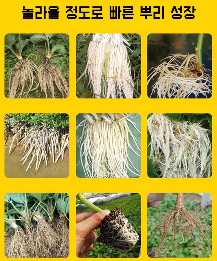 식물 재배 화초 삽목 루팅 파우더 