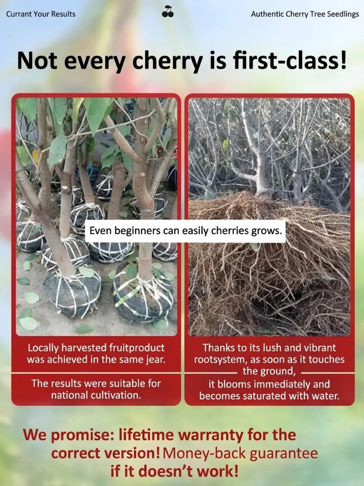 Short-stemmed cherry seedlings