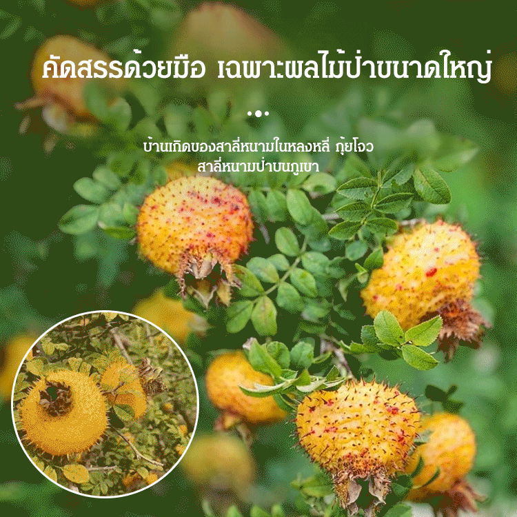 【สวยขึ้น ผอมลง】สาลี่หนามแห้ง ราชาแห่งวิตามินซี