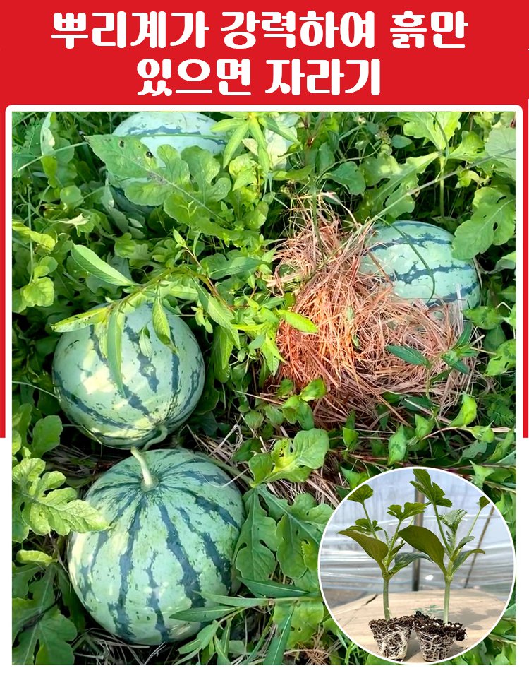 과일 채소 씨앗 모음