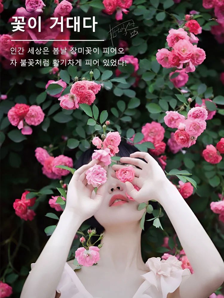 【사계절 개화】이중꽃 장미씨앗