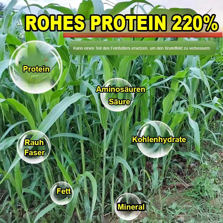 Importiertes Futtergrassamen für die Hühner-, Rinder-, Schaf- und Fischzucht.