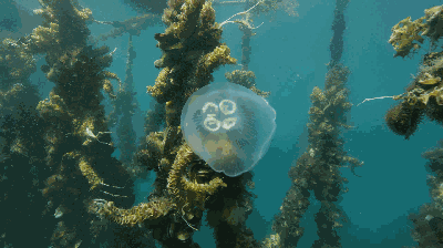 2def88569b3748e391a2c588dae74206 (1).gif