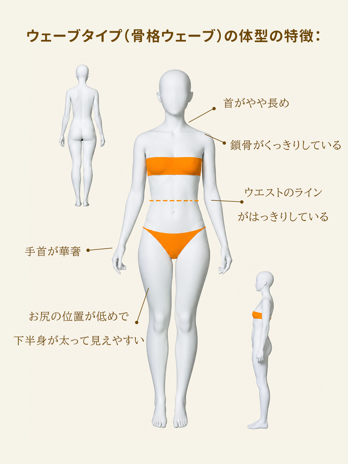 骨格タイプの説明