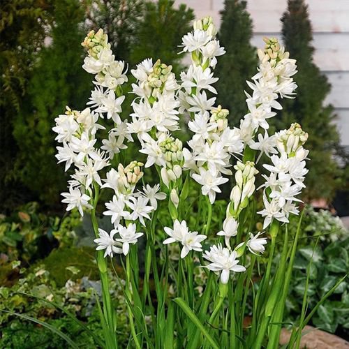 【Parfum qui se répand au loin】Fleurs de tubéreuse