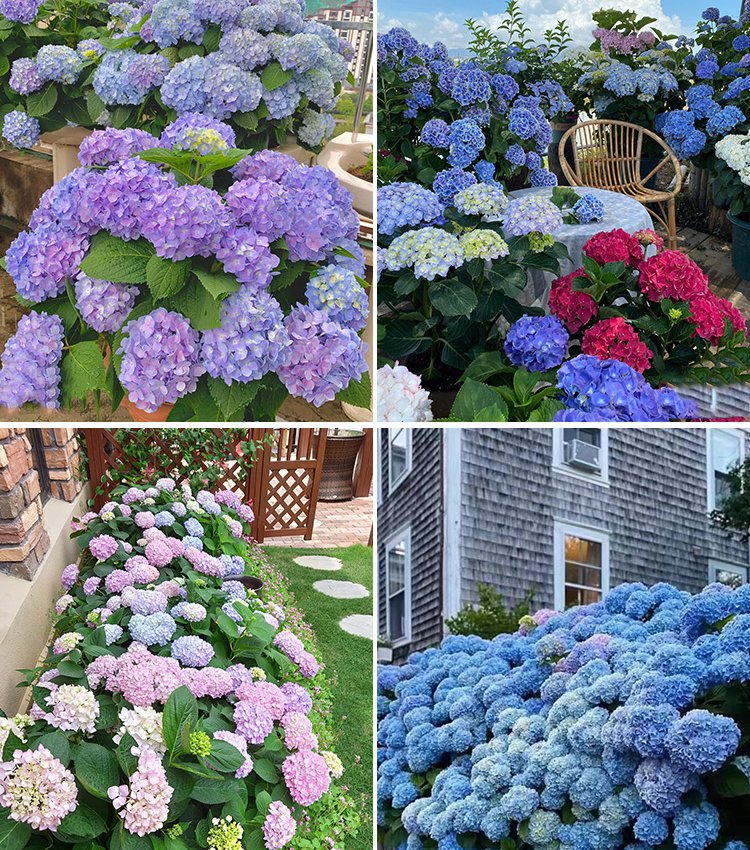 Nasiona hortensji kwitną przez cały rok