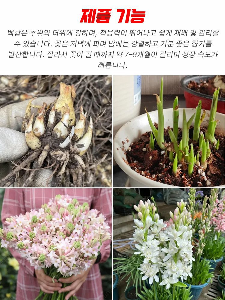 튜베로즈 구근✨고급 향수보다 더 향기로운