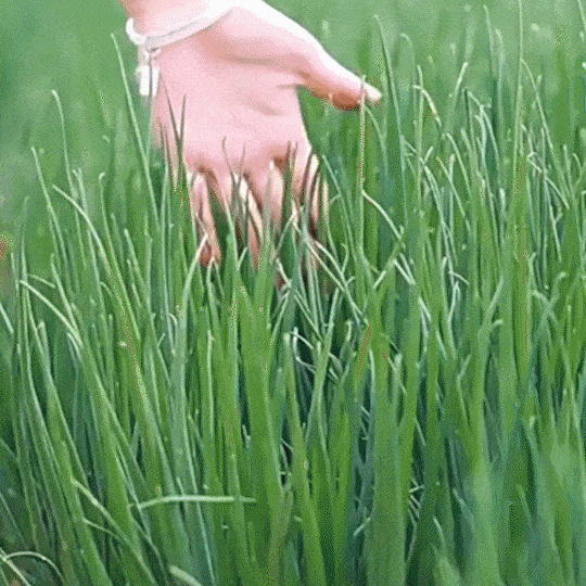 3.gif