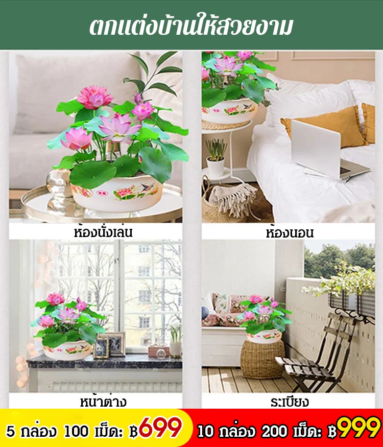 【ดอกบัวนำโชคดี】เมล็ดบัวแคระไฮโดรโปนิกส์สำหรับรับชม