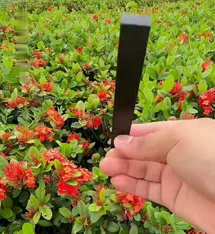 흑단목 과도로 과일 자르는 모습