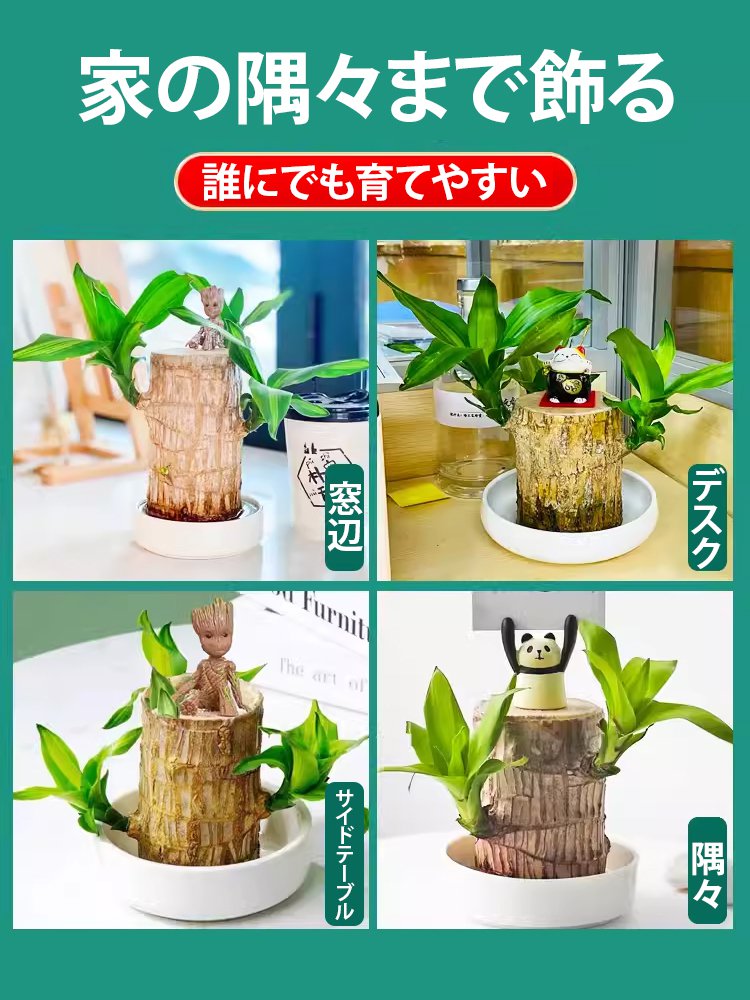 運気を高める誰にでも育てやすい水耕栽培のミニ観葉植物