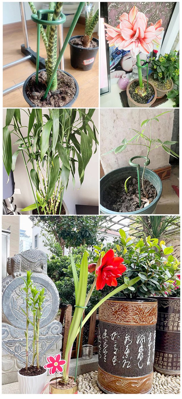 Zöld növénytámasz dekoratív virágokkal