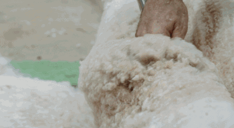 698975caa727994c35e7b367e2c754e9.gif