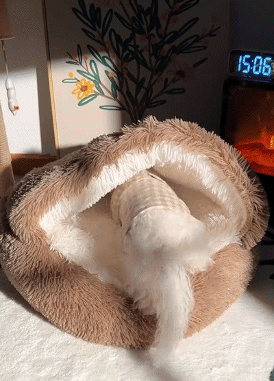 宠物窝_10.gif