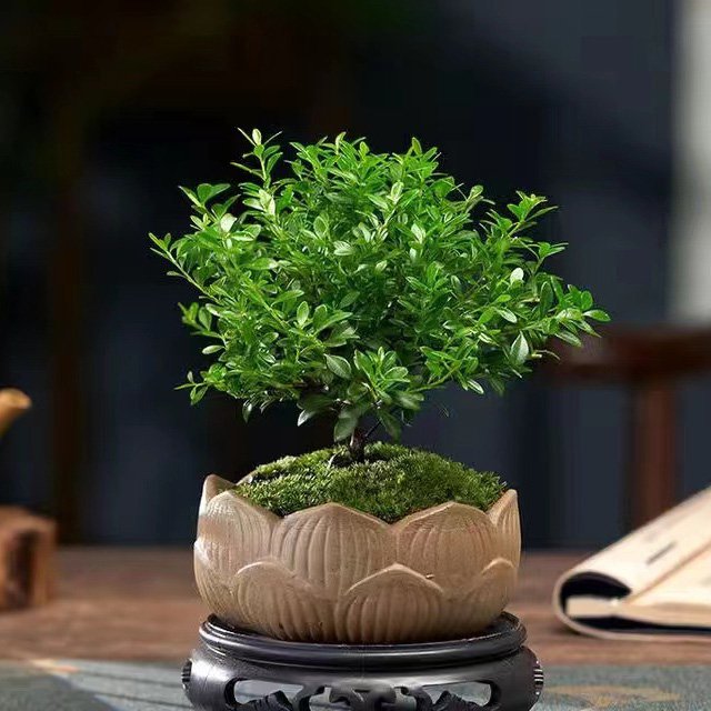 Small-leaved Syzygium Bonsai Plant