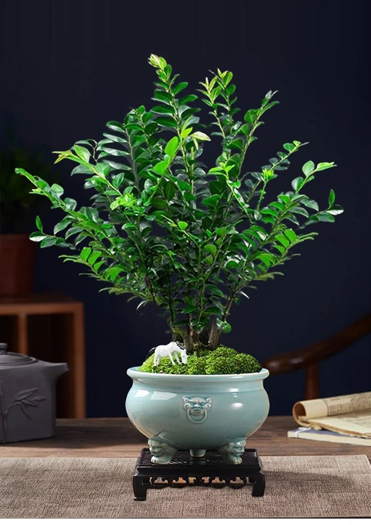 盆栽として育てた小葉紫檀の木